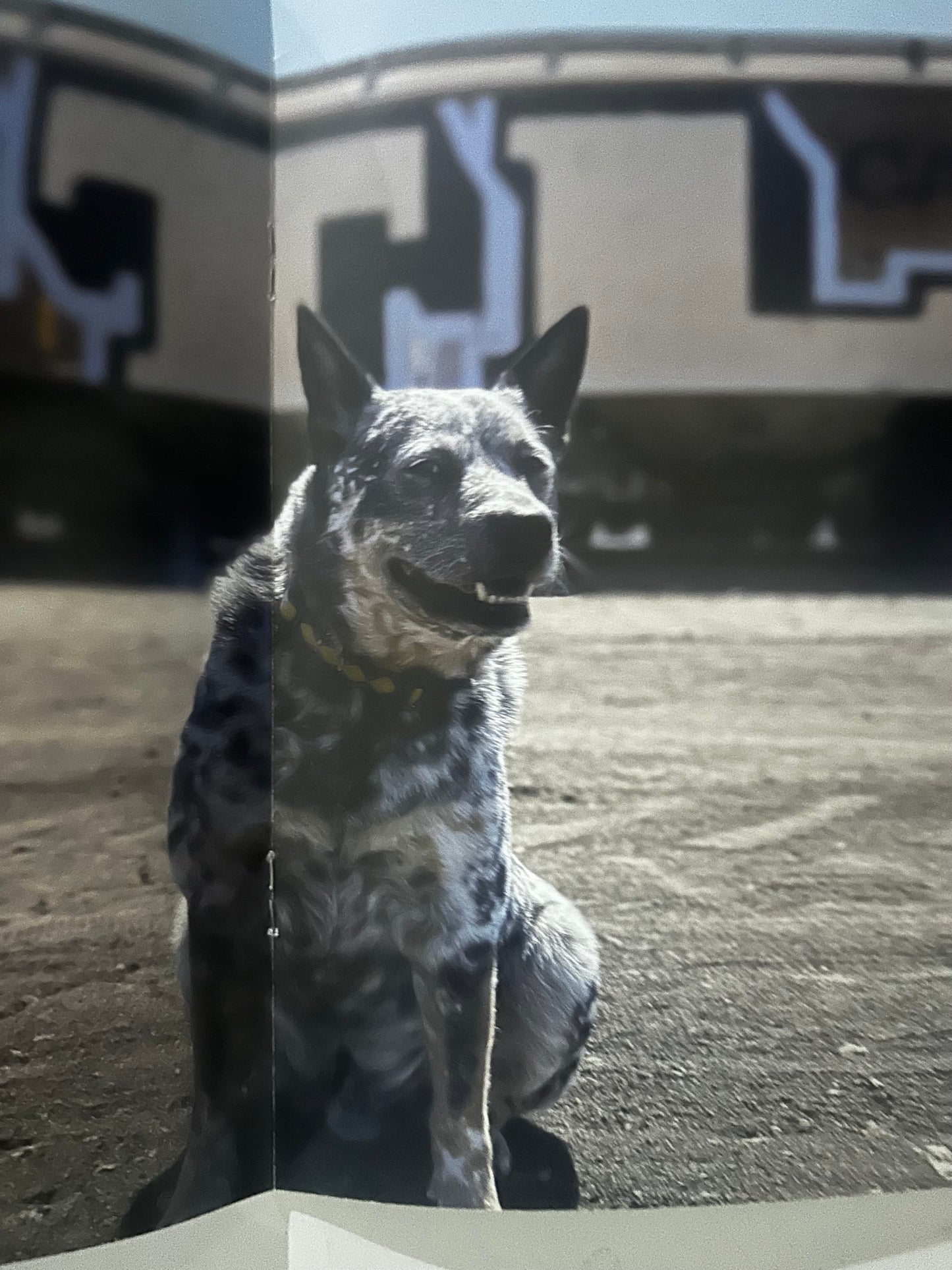 CALLE CALENTE- CAR FTL